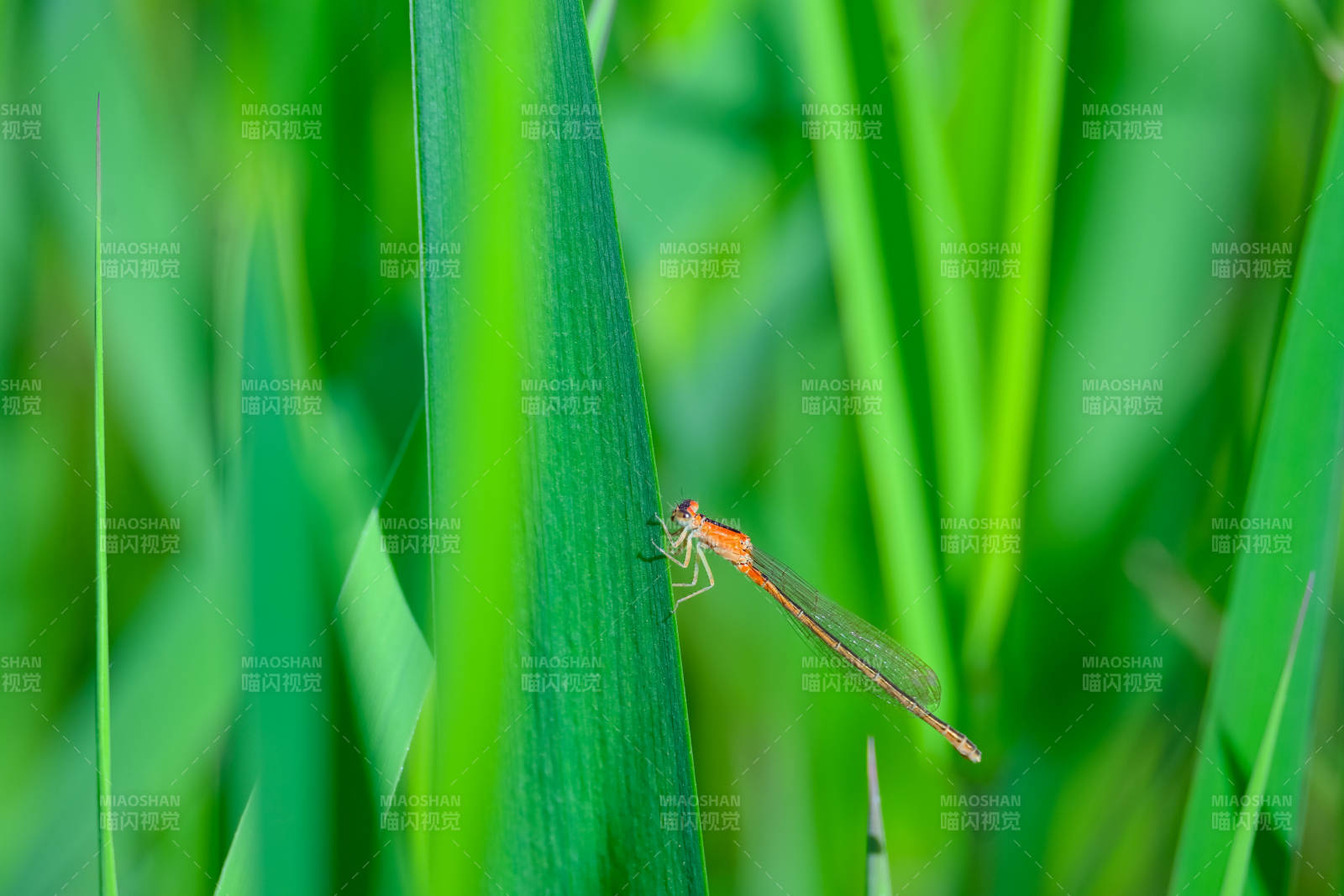 红蜻蜓栖绿叶上图片
