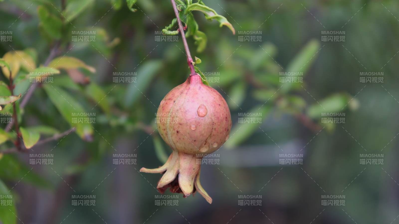 石榴挂枝头图片