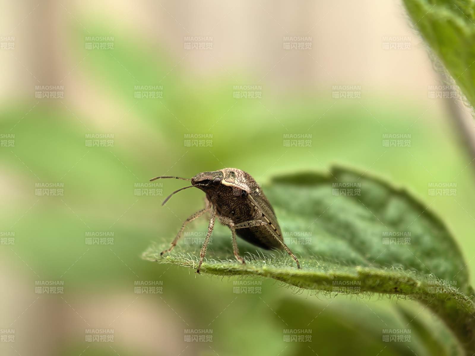 绿叶上的小虫子图片
