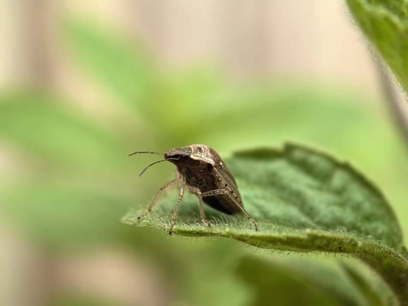 绿叶上的小虫子图片
