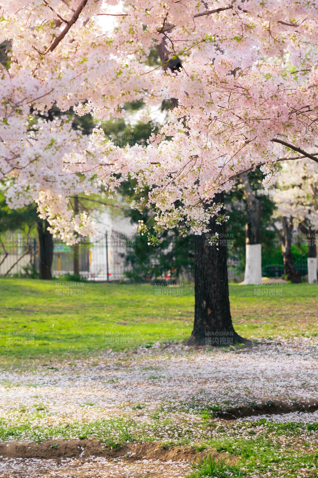 樱花盛开的公园 玉渊潭公园图片