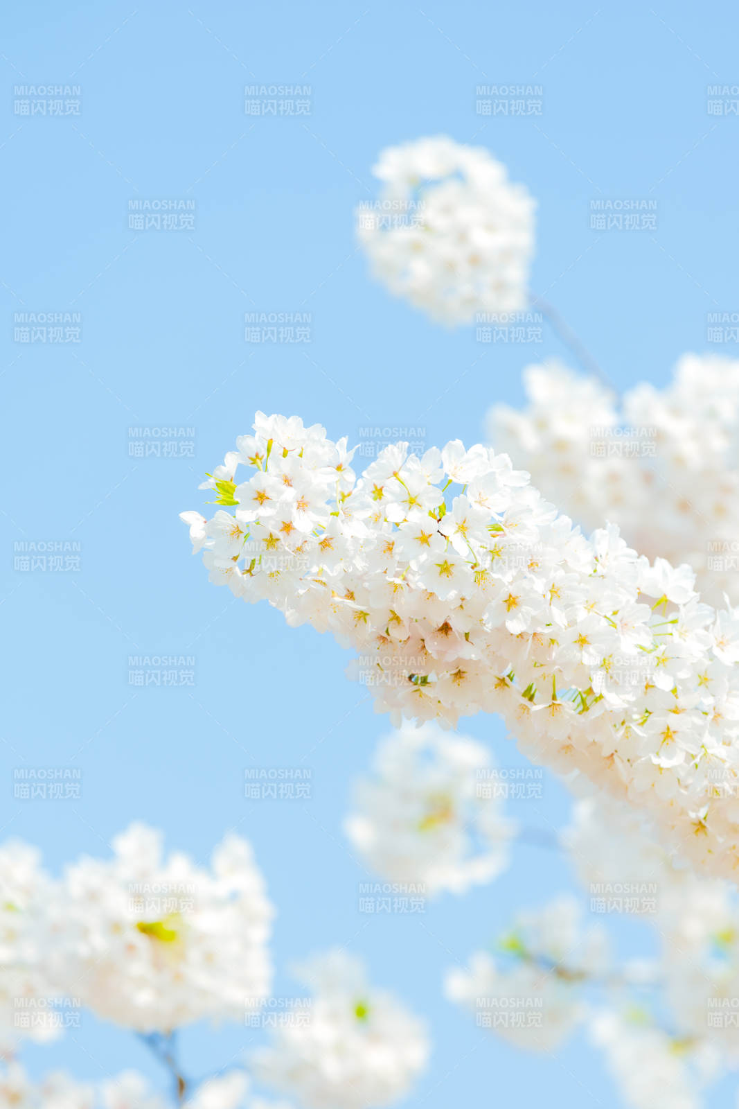 樱花绽放 春意盎然 玉渊潭公园图片