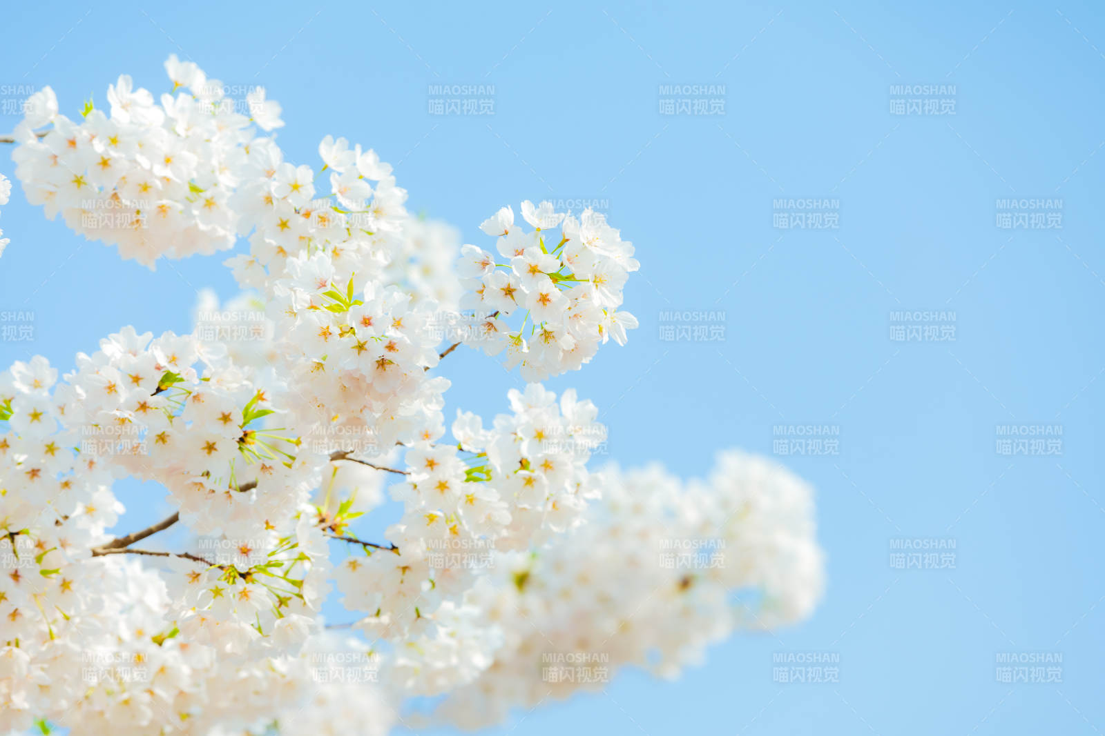 樱花绽放春日美景 玉渊潭公园图片