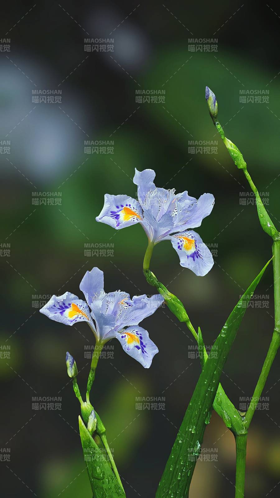 淡紫鸢尾花绽放图片