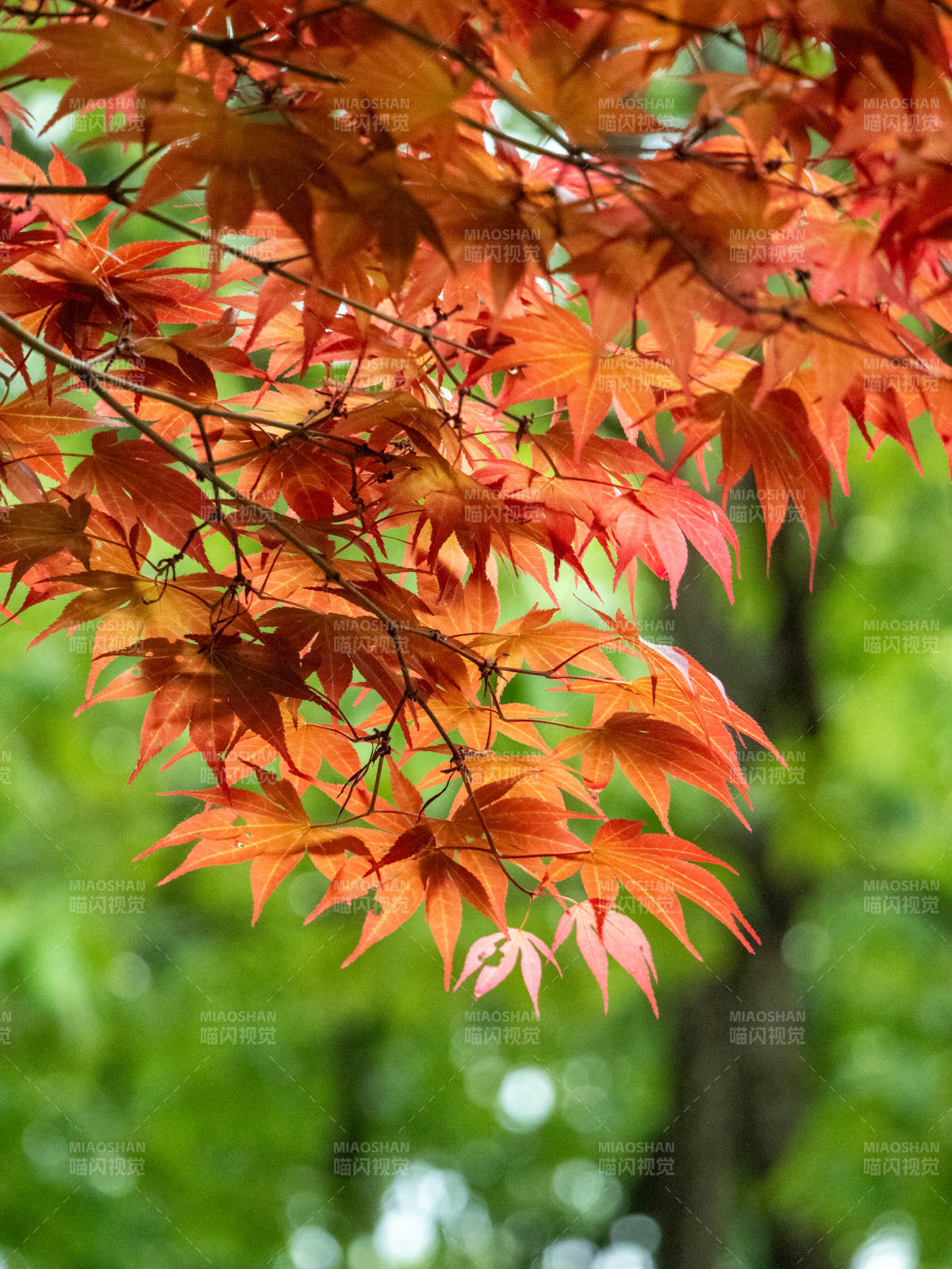 秋枫红叶映绿林图片