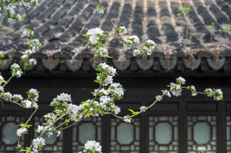 春枝映古檐图片