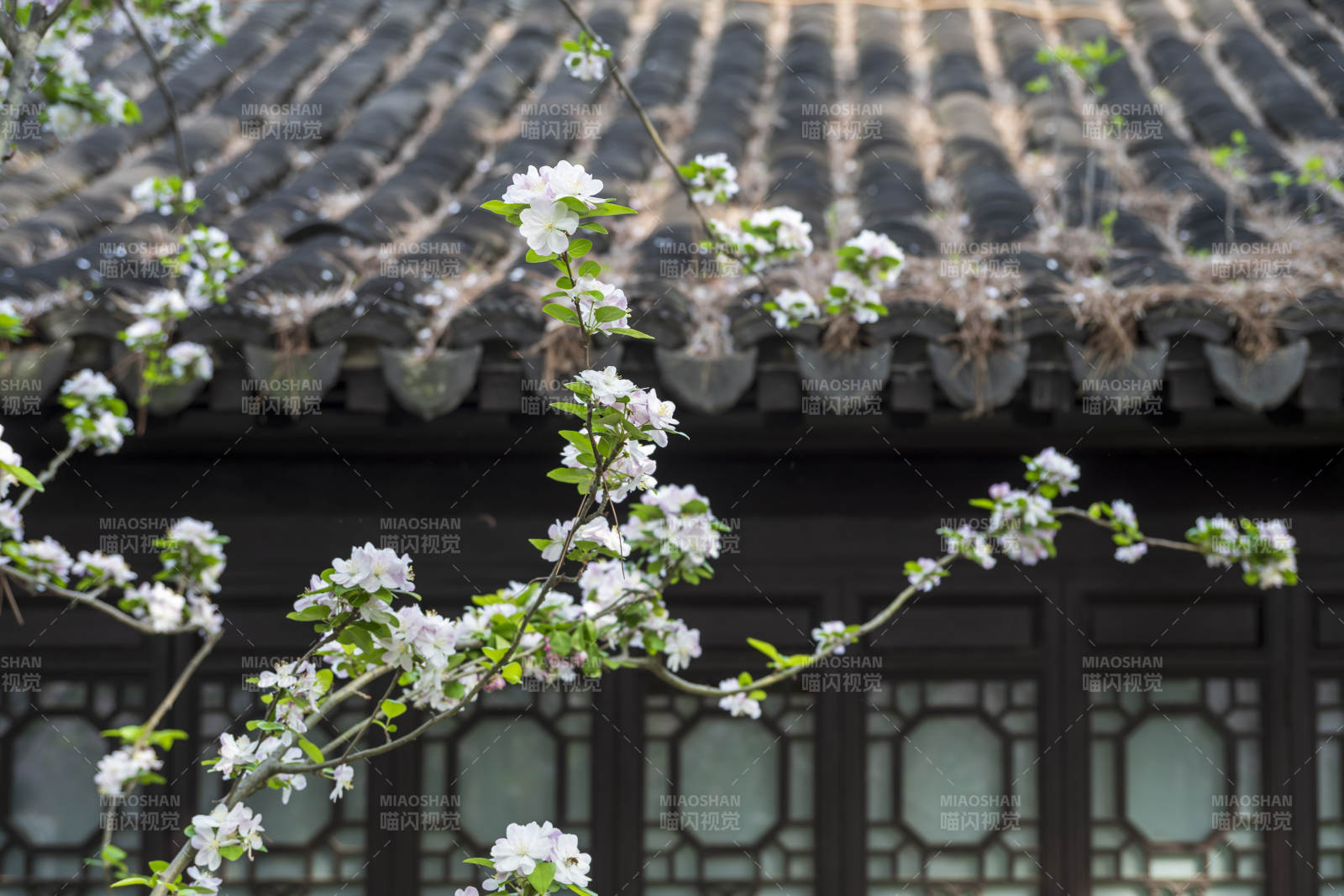 春枝映古檐图片