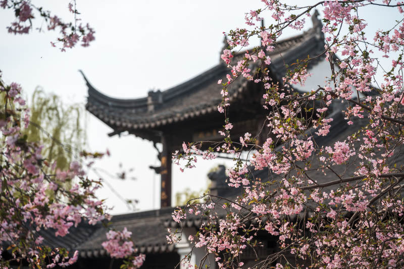 樱花映古亭图片