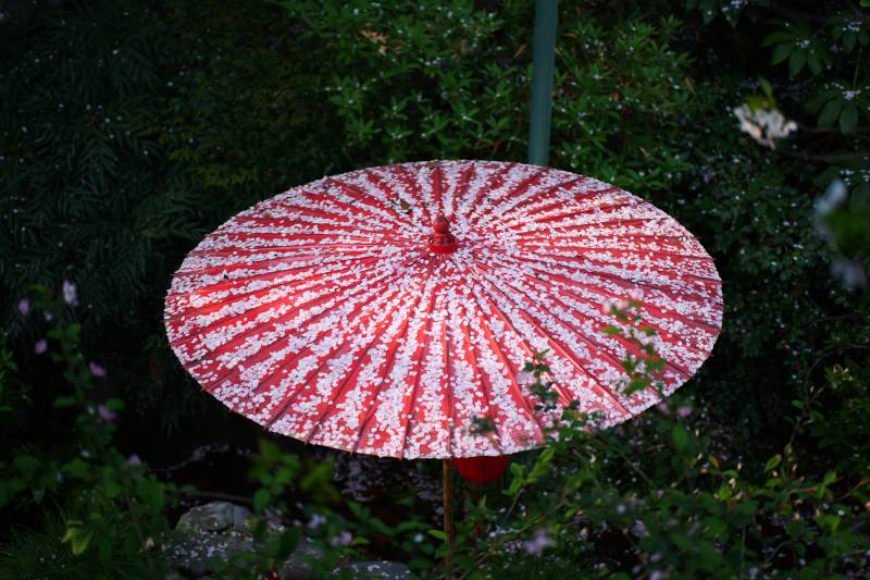 玛瑙寺红伞映绿意图片