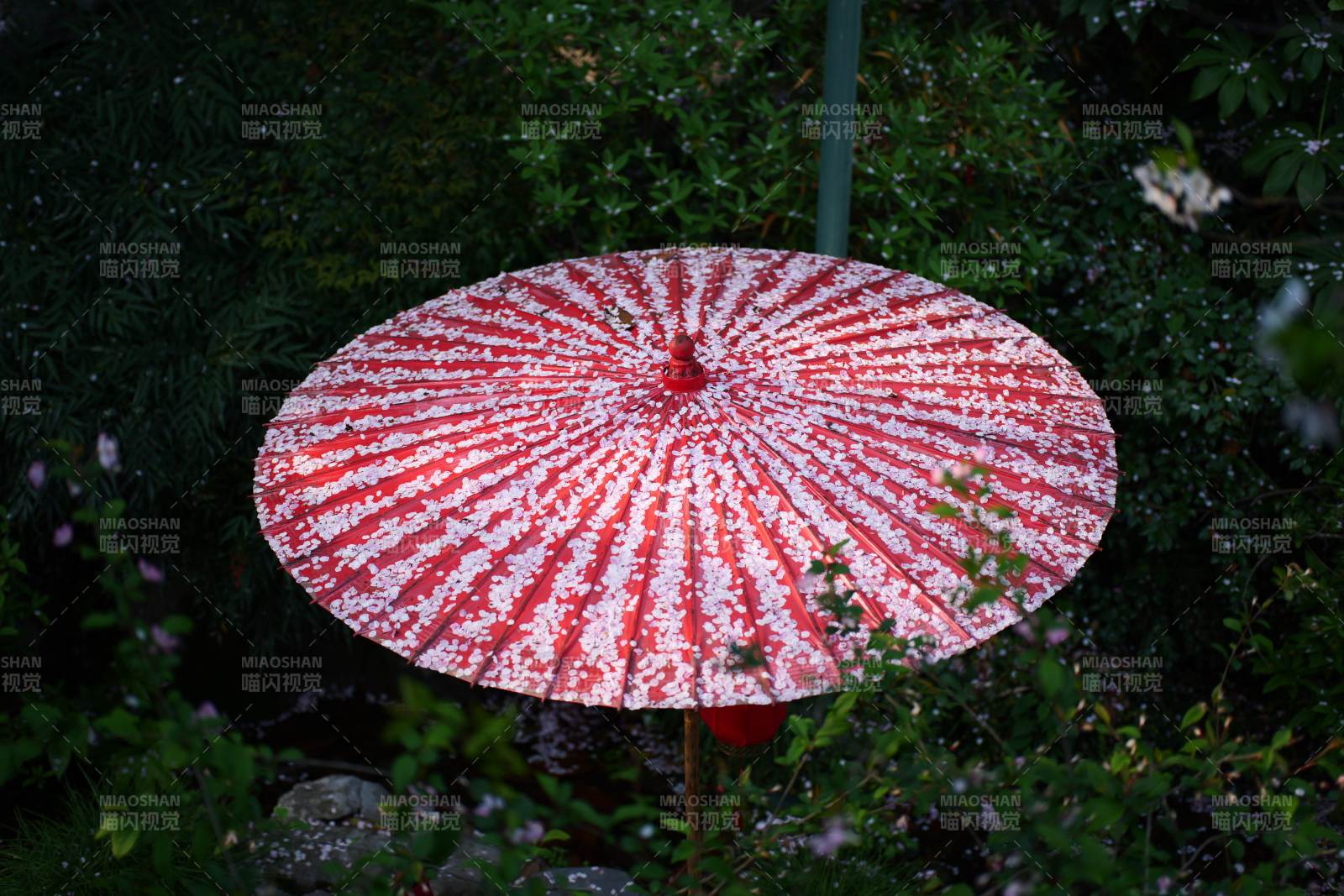 玛瑙寺红伞映绿意图片
