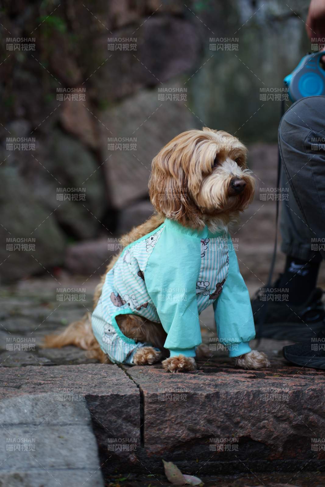 萌犬穿衣 可爱十足图片