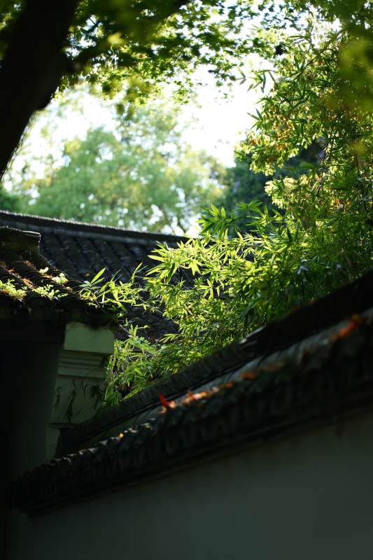 绿意盎然的屋顶图片