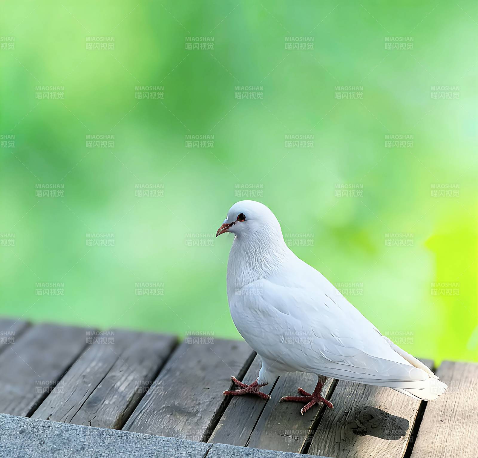 白鸽静立木栏图片