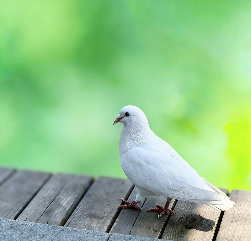 白鸽静立木栏图片