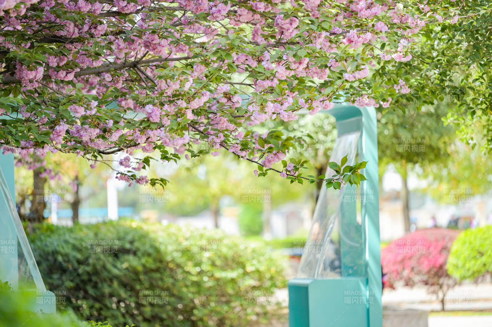 樱花树下春意浓图片