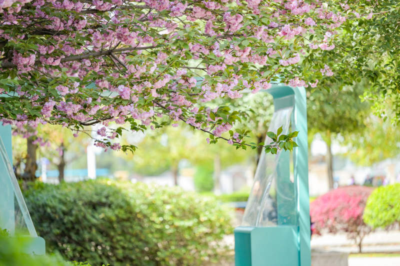 樱花树下春意浓图片