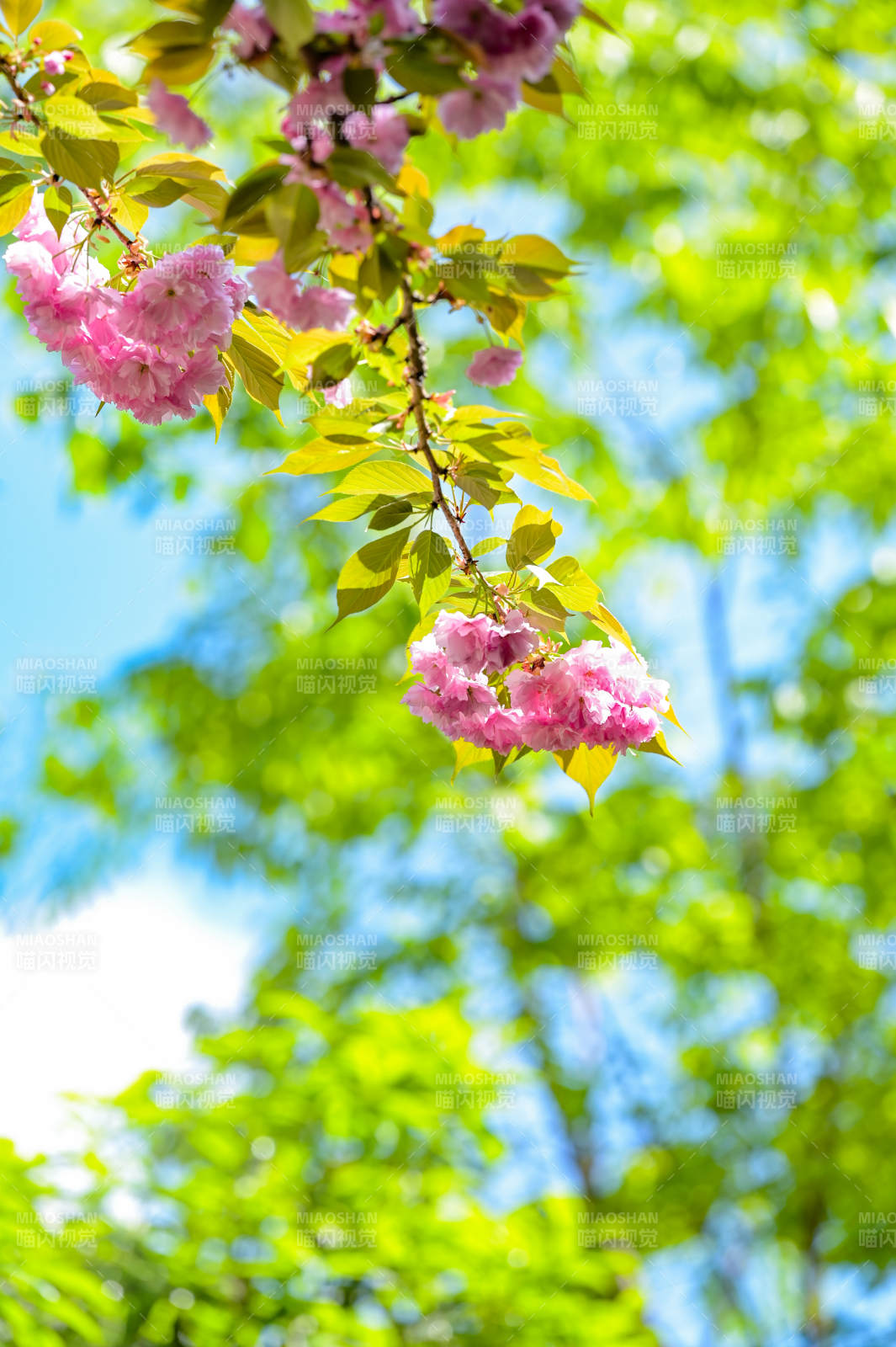 樱花绽放春意浓图片