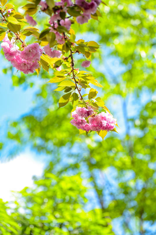 樱花绽放春意浓图片