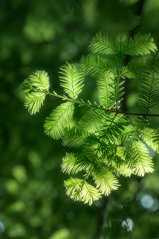 绿叶轻舞 光影斑驳图片