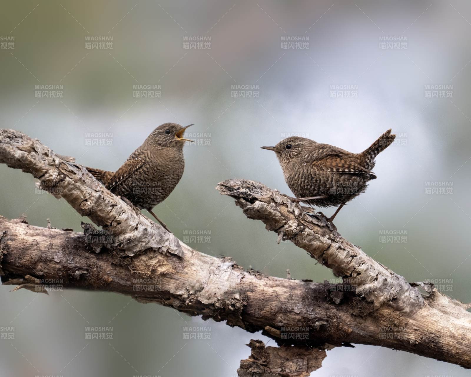 两只小鸟栖枝头图片