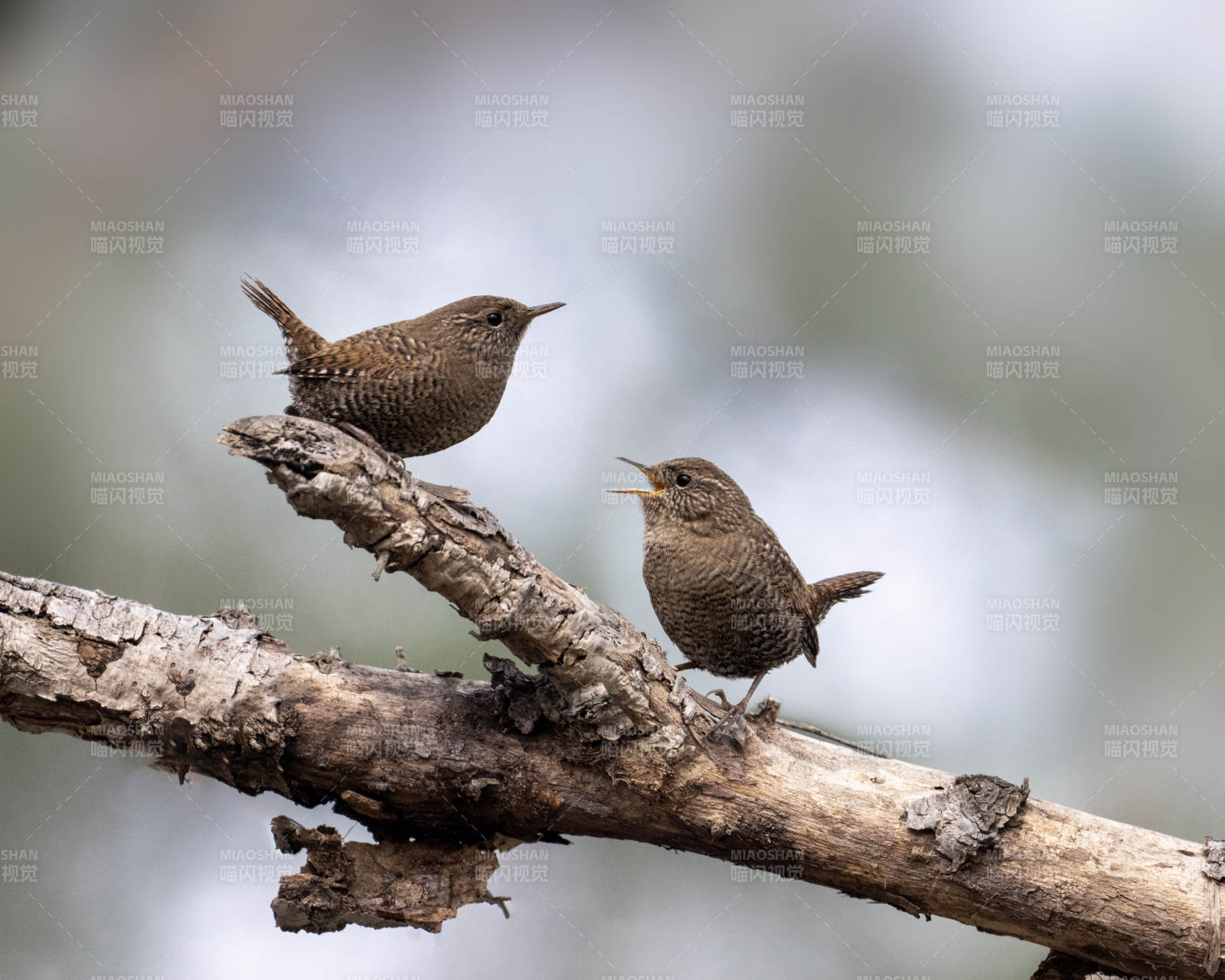 两只小鸟栖枝头图片