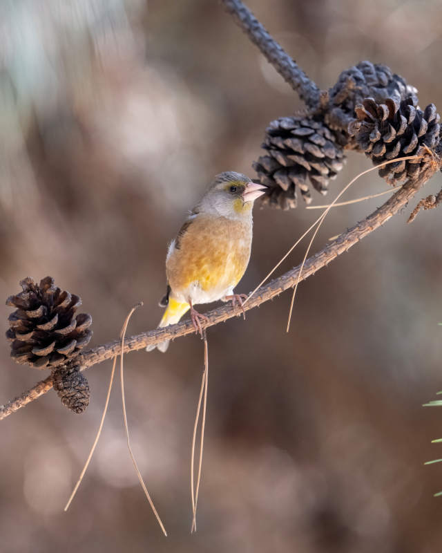 小鸟栖枝松果旁图片