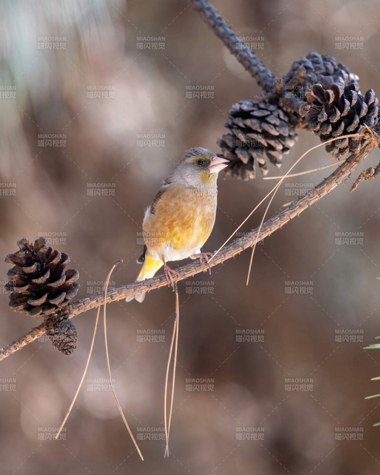 小鸟栖枝松果旁图片