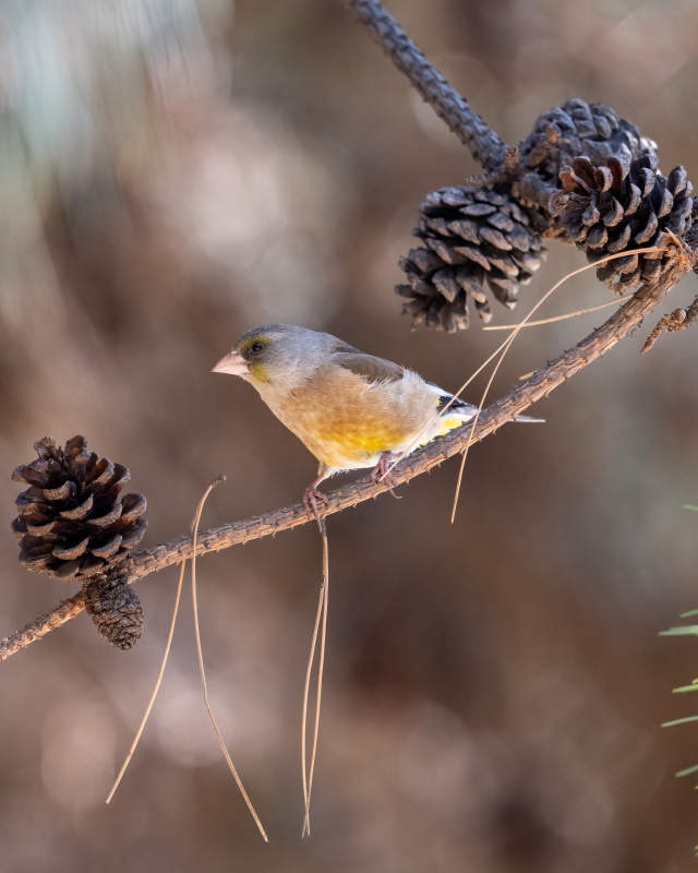 松果枝头小鸟栖图片