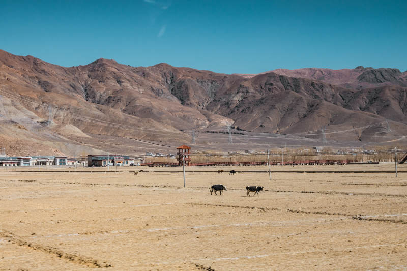 高原牧区风光图片