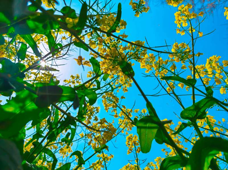 油菜花海映蓝天图片