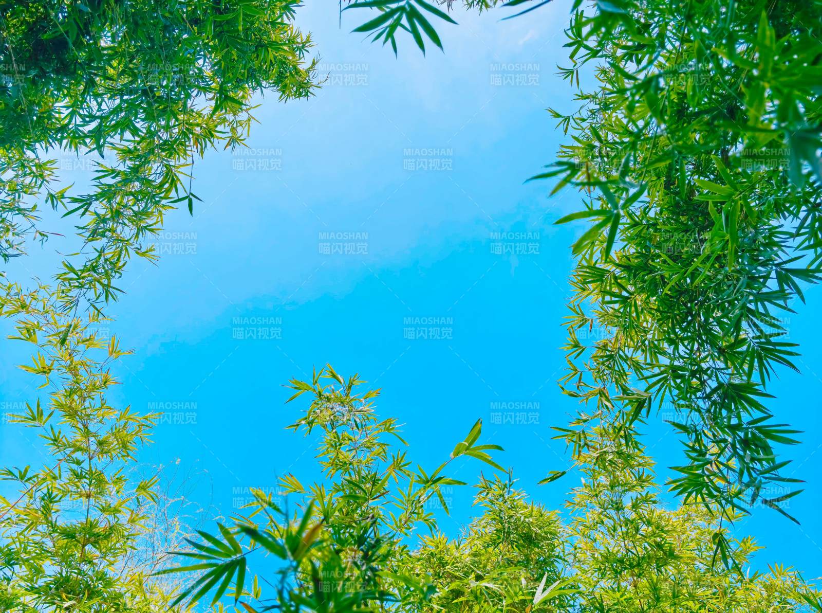 竹影蓝天图片