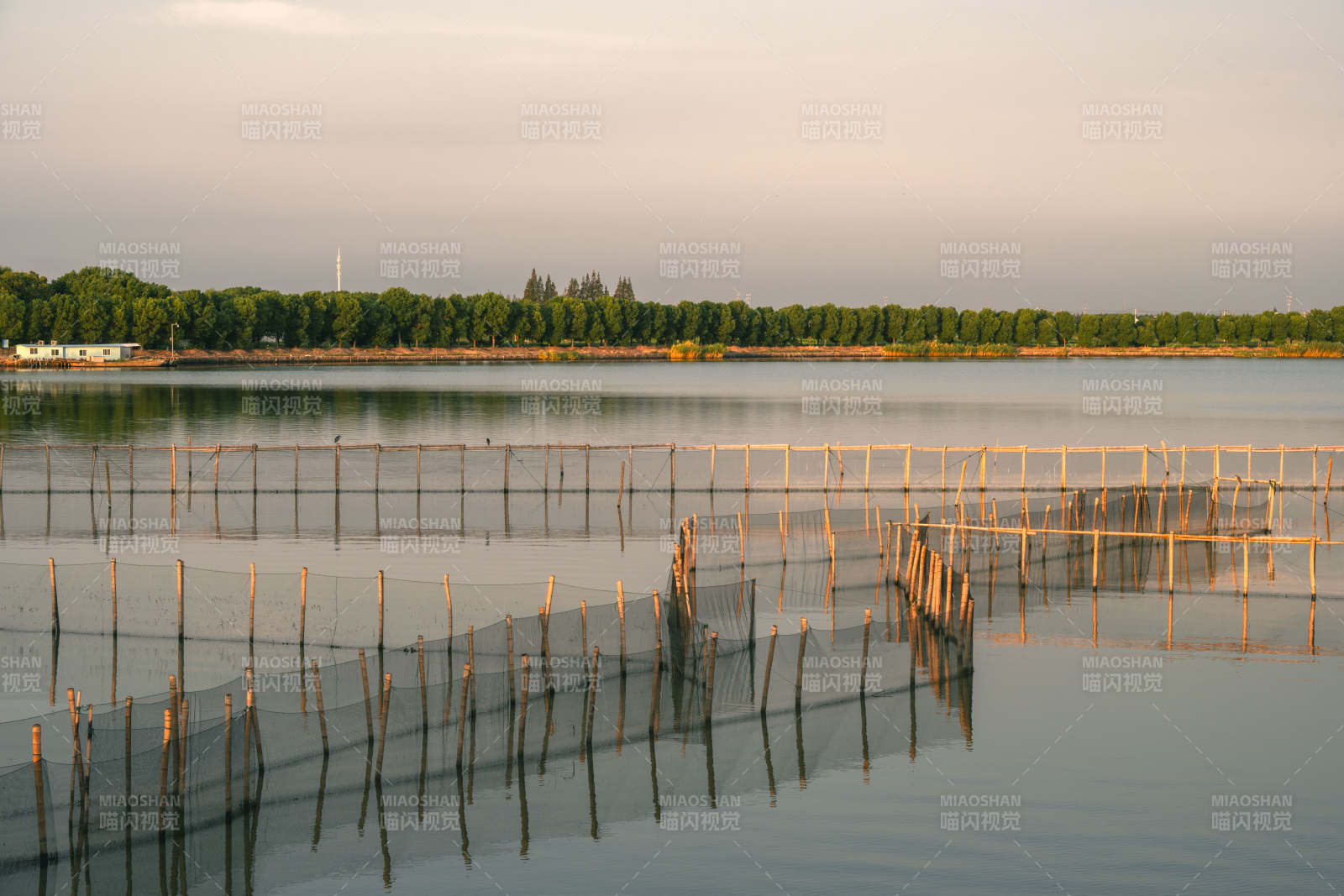 苏州周庄明镜荡晨曦中的竹鱼排图片