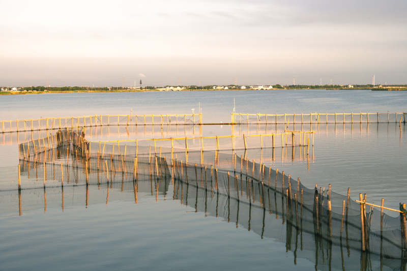 水塘围网养殖图片