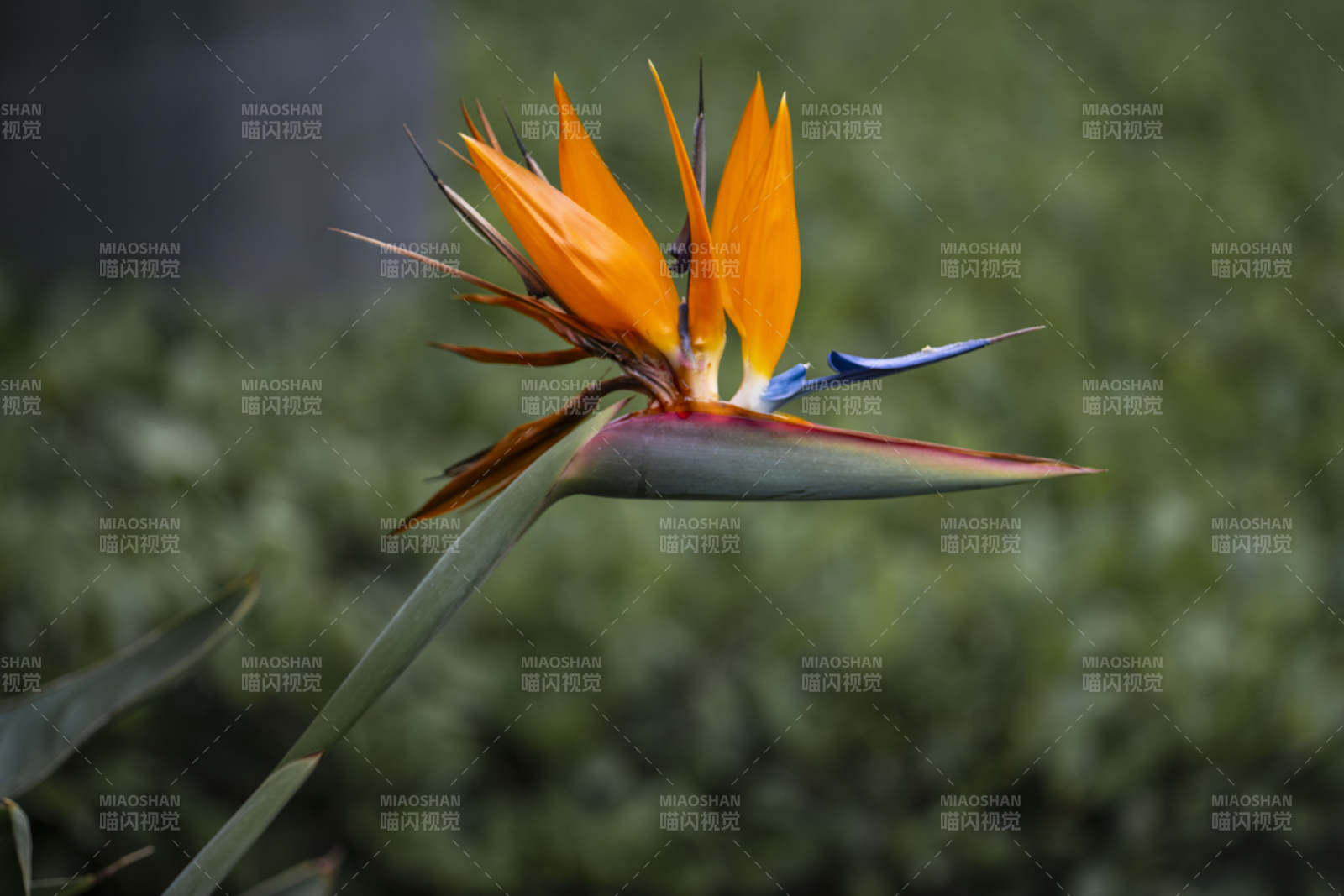 天堂鸟花绽放图片