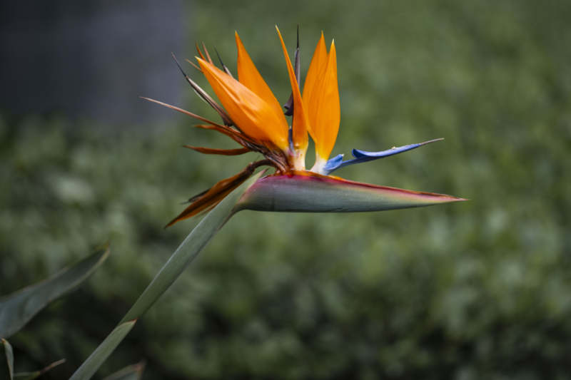 天堂鸟花绽放图片