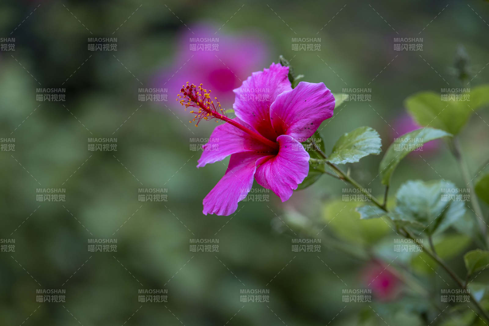 粉红木槿花绽放图片