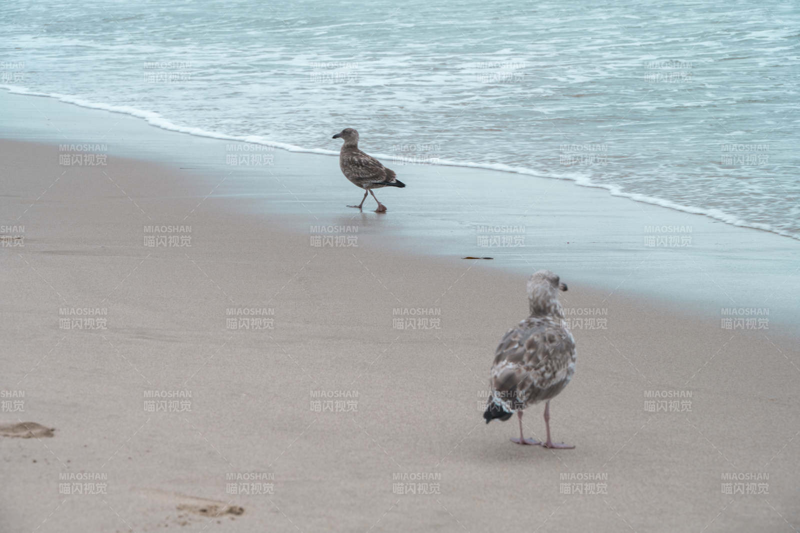 沙滩上的两只海鸥图片