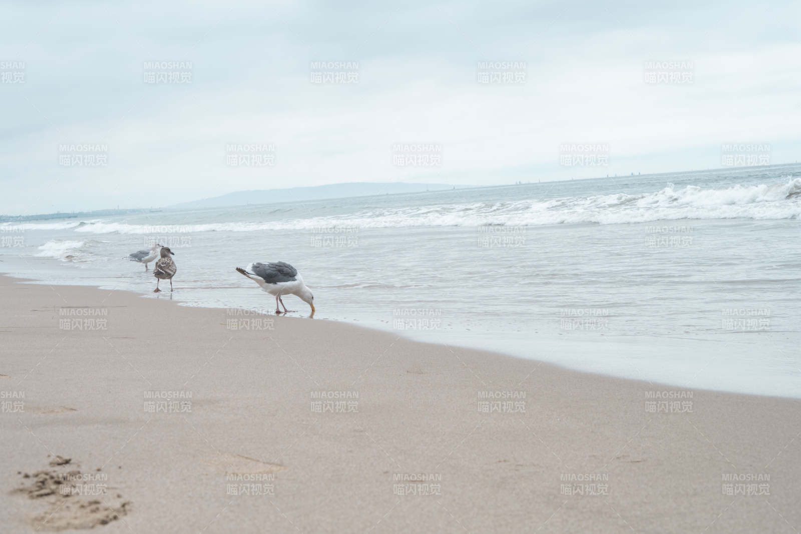 海边觅食的海鸟图片