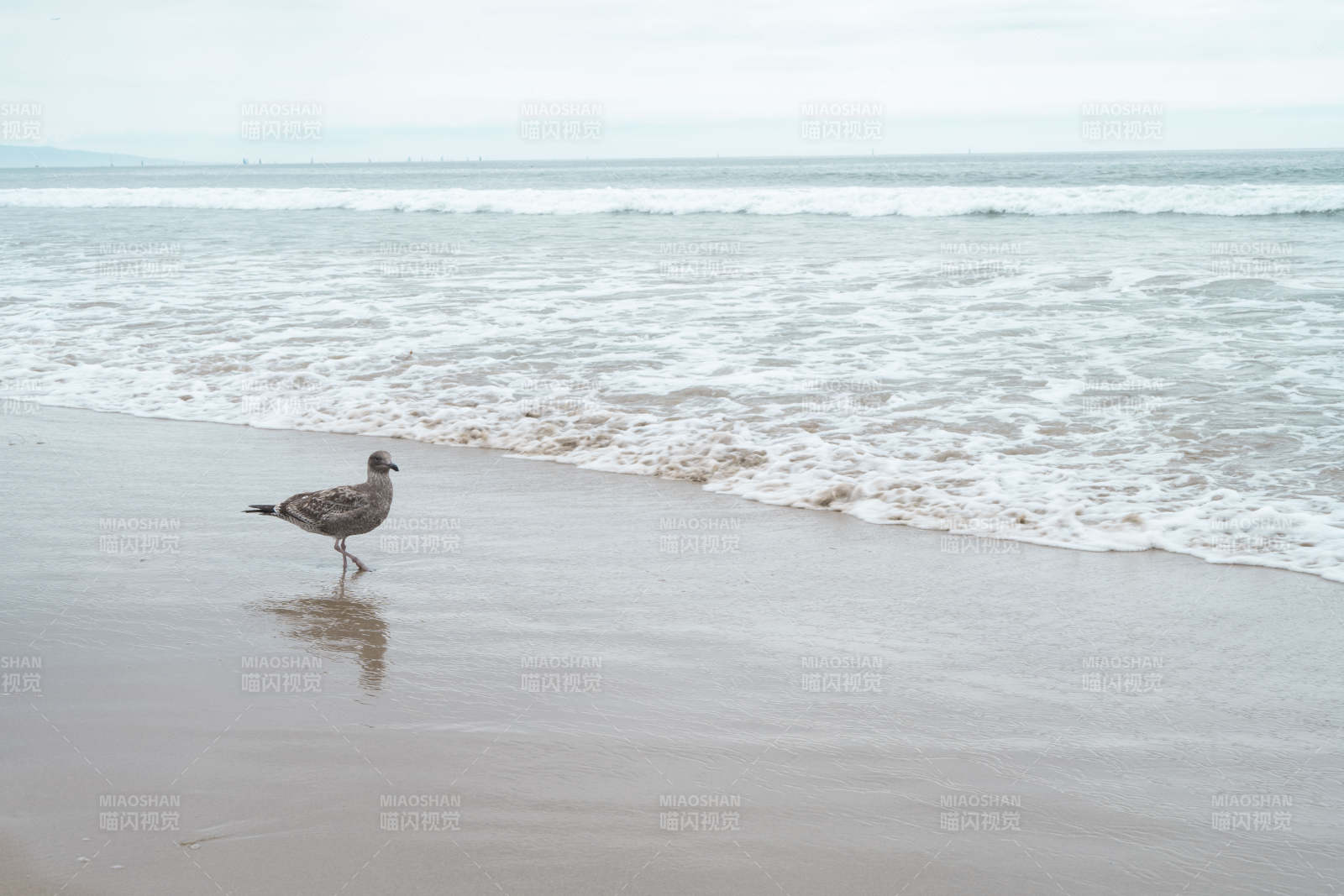 海鸥踏浪沙滩图片