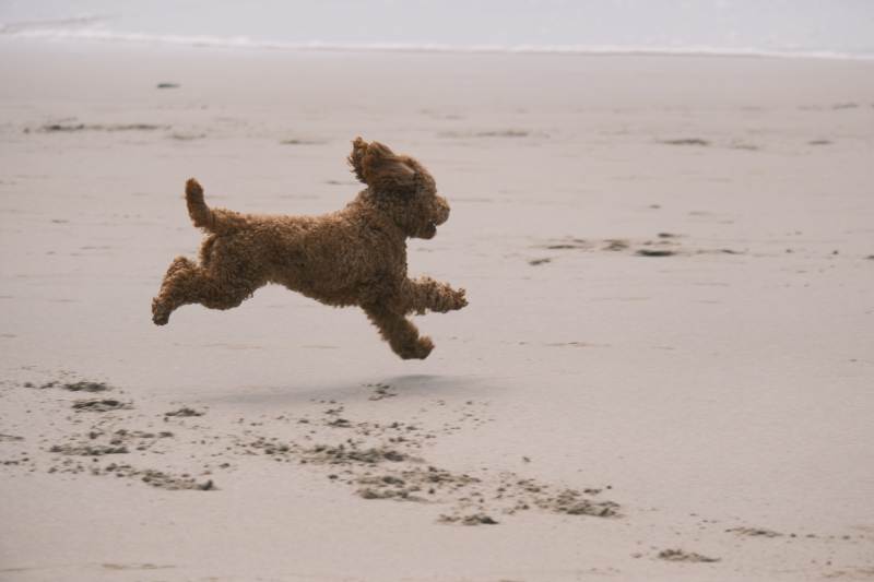 小狗沙滩奔跑图片