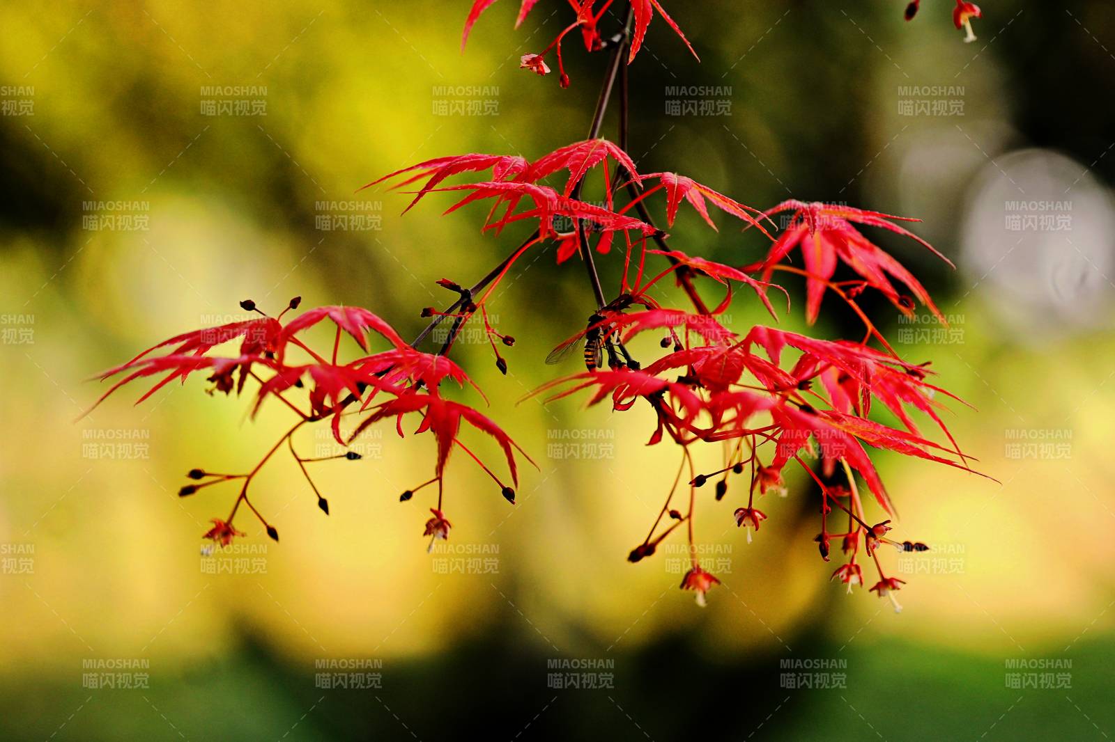 春发的红枫春意浓图片