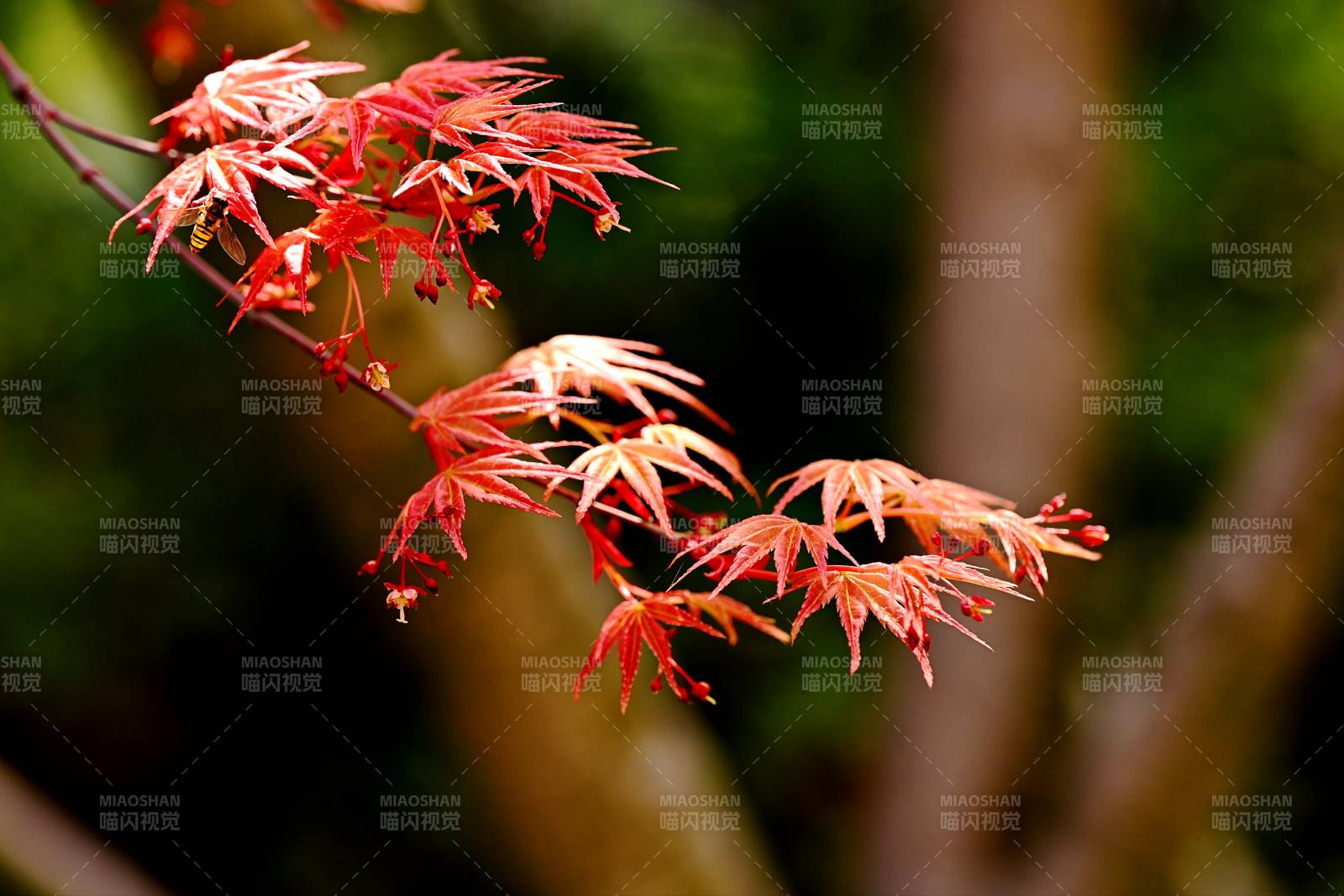 春发的红枫枝头图片