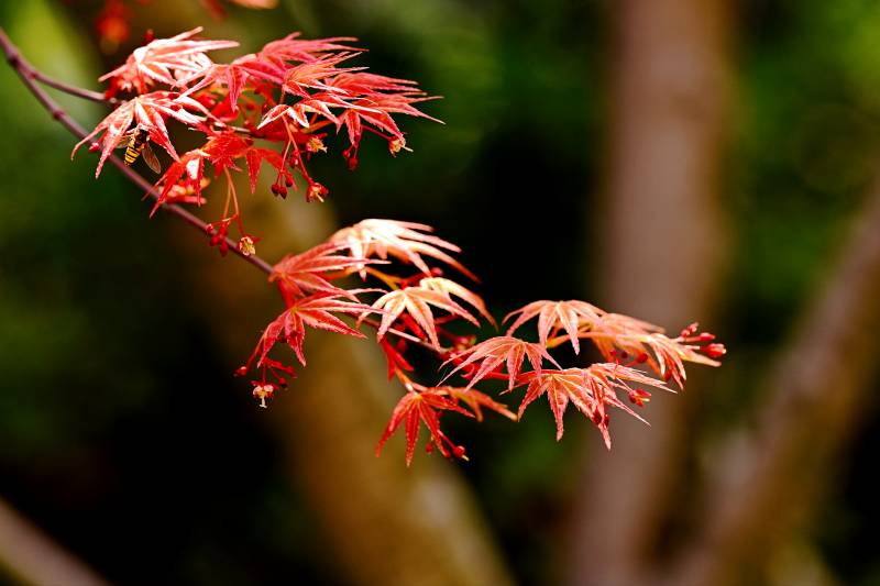 红枫枝头秋意浓图片