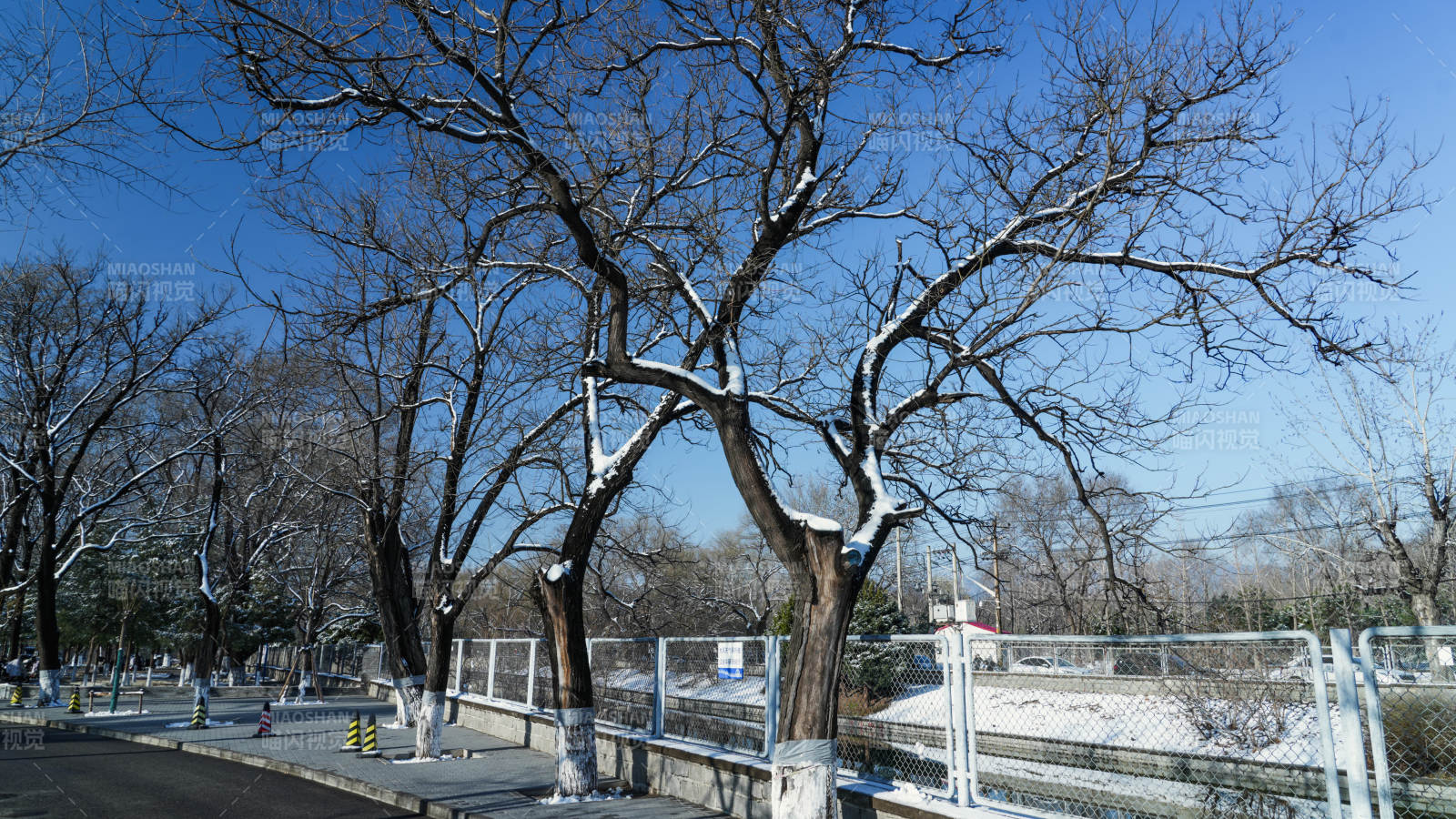 冬日公园枯树景图片