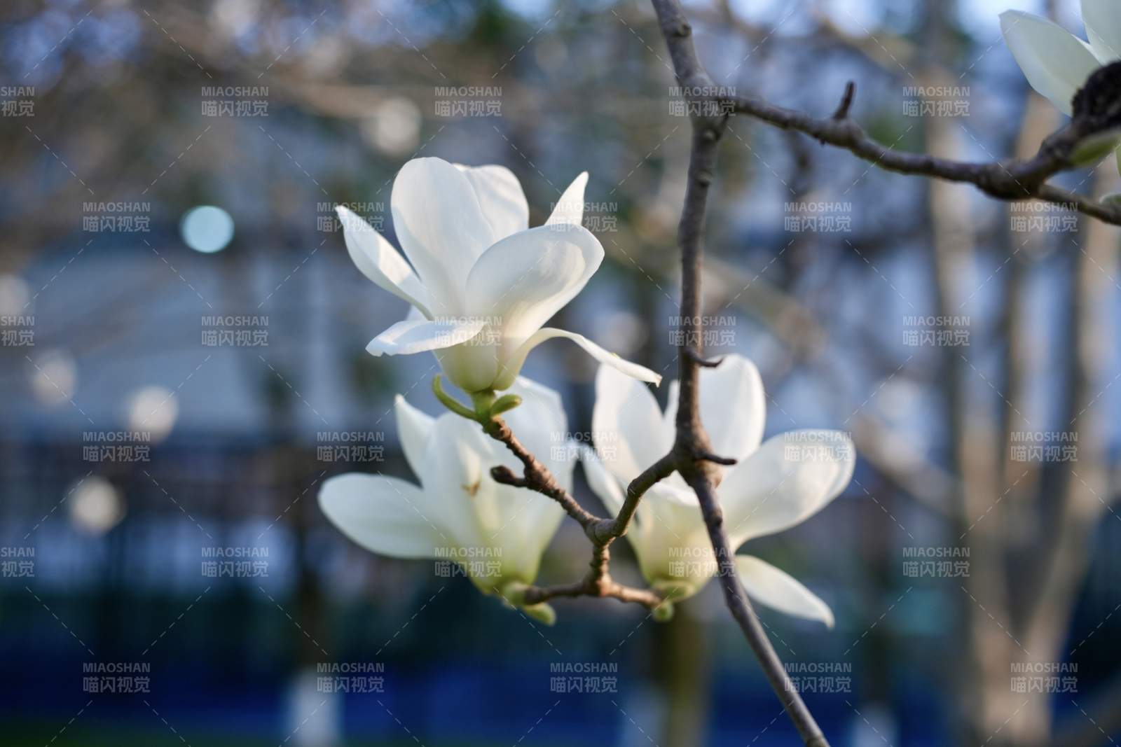 玉兰花绽放枝头图片