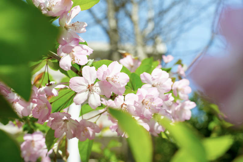 樱花绽放春意浓图片
