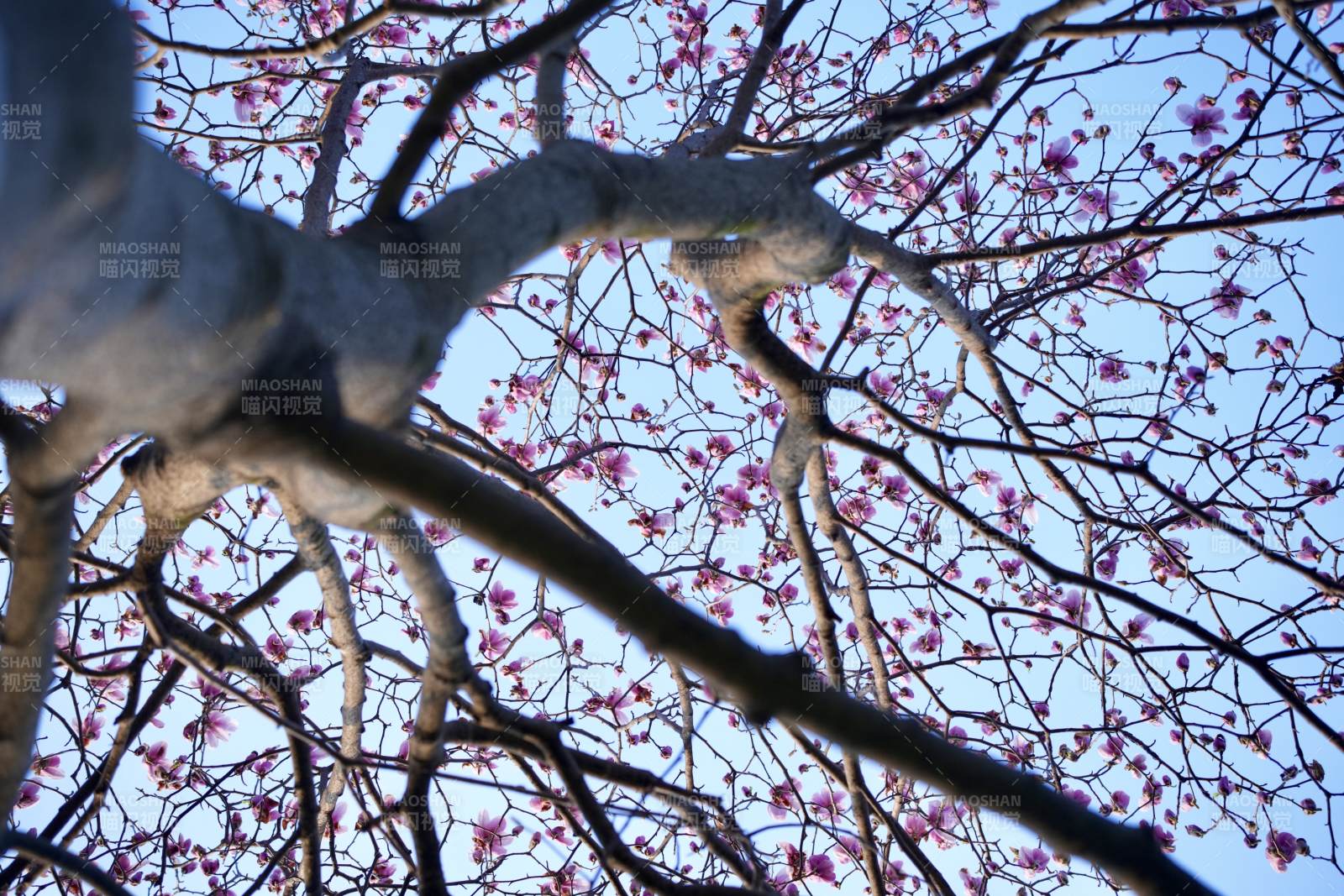 樱花绽放枝头图片