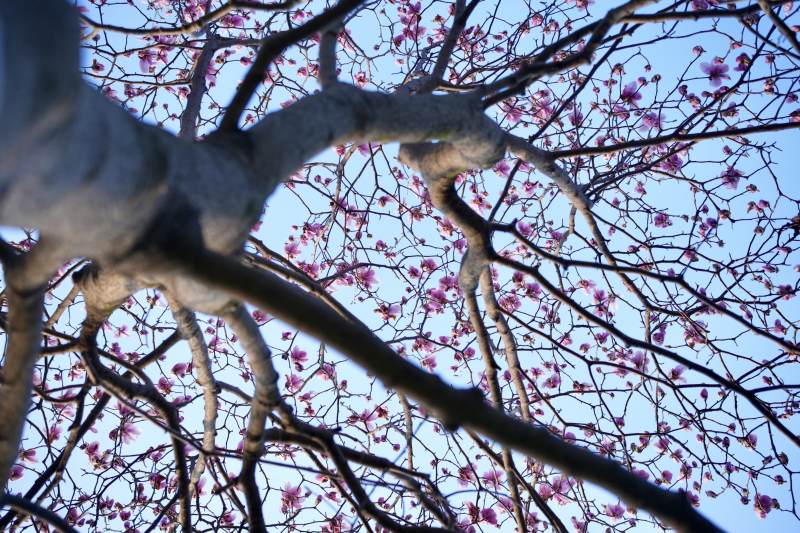樱花绽放枝头图片