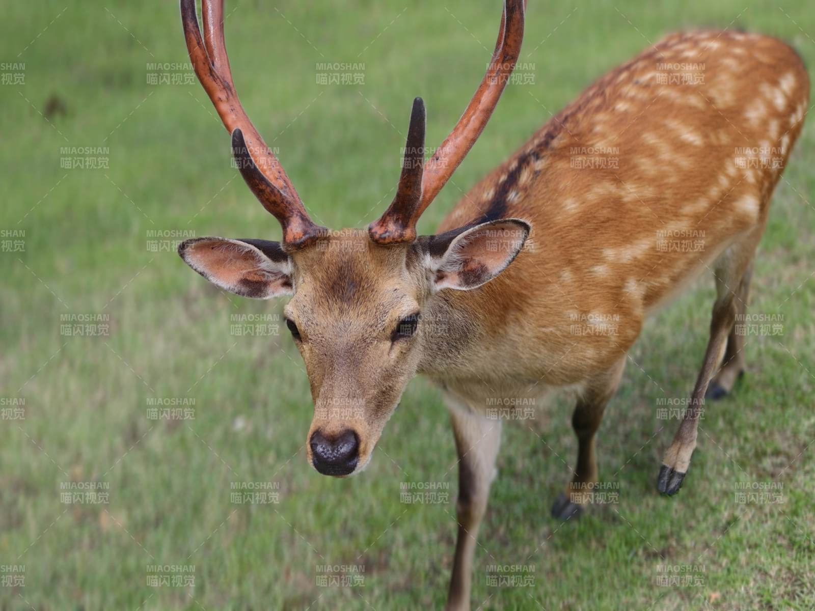 梅花鹿在草地上图片