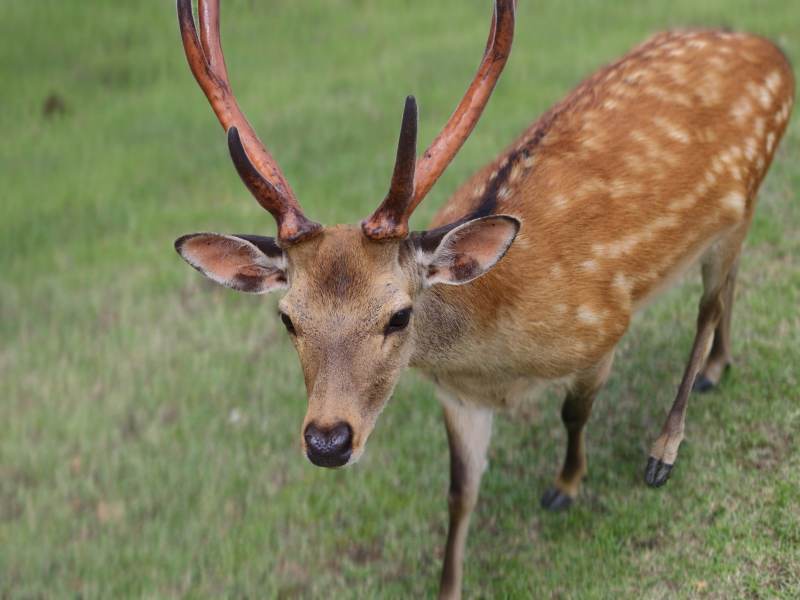 梅花鹿在草地上图片